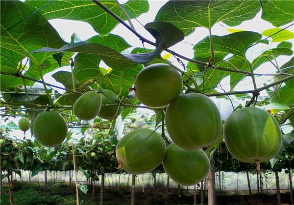 羅漢果（野栝樓）種植方法，教你栽培技術(shù)和防治措施