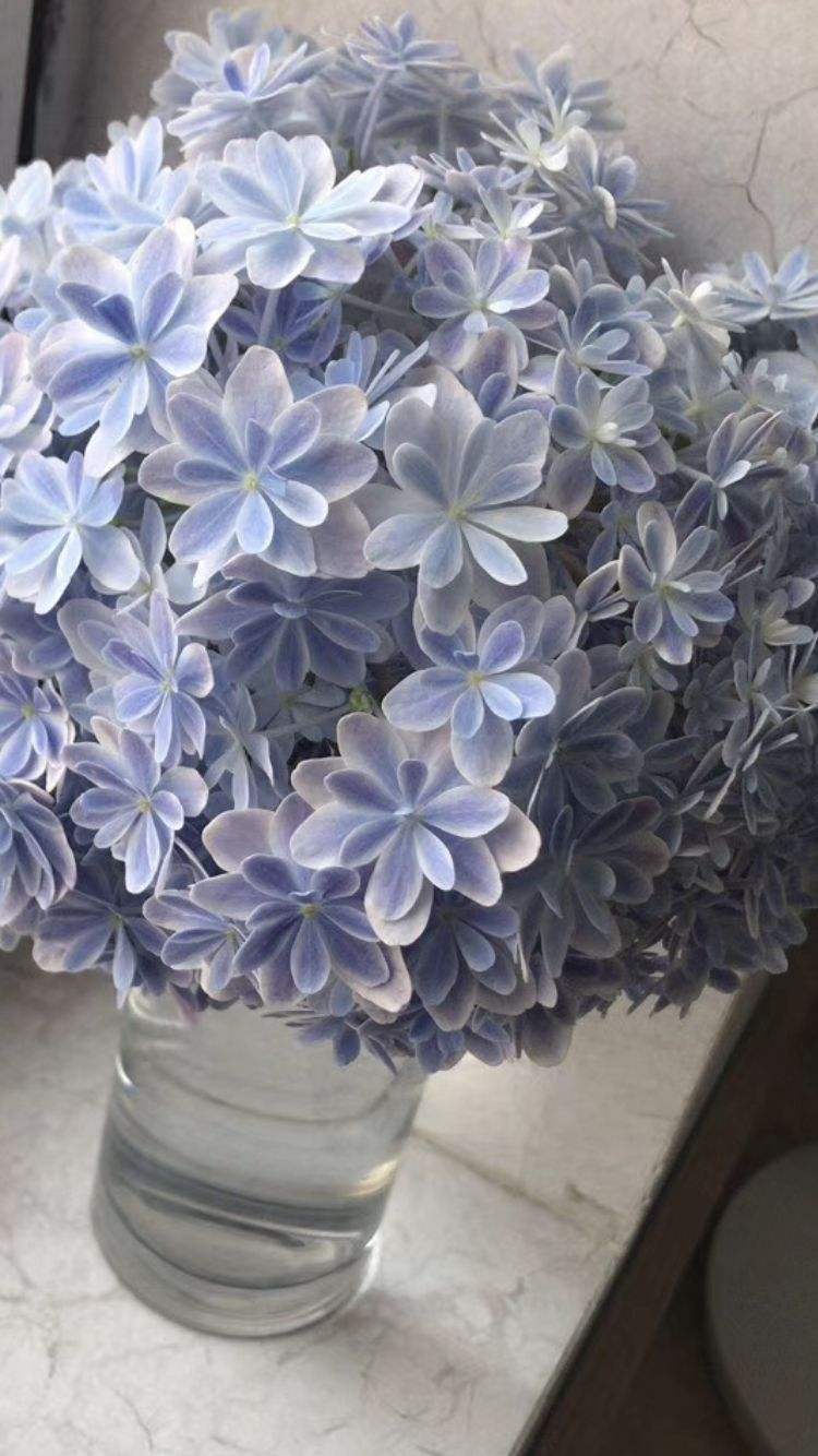 繡球花怎么養護（繡球花的養殖方法和注意事項）