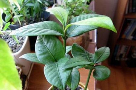 山竹果樹(shù)圖片（叫你正確養護山竹的方法）