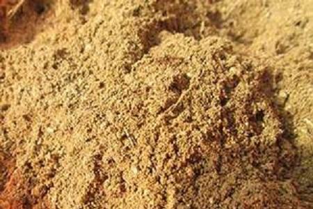 山竹果樹(shù)圖片（叫你正確養護山竹的方法）