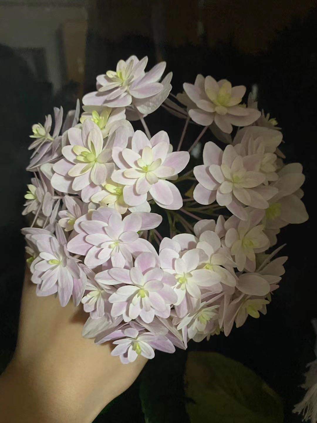 繡球花怎么養護（繡球花的養殖方法和注意事項）