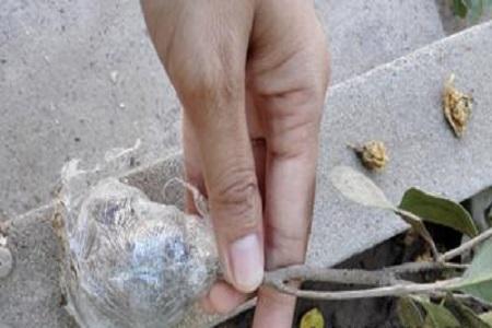 山竹果樹(shù)圖片（叫你正確養護山竹的方法）