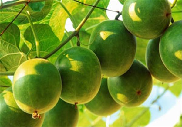 羅漢果（野栝樓）種植方法，教你栽培技術(shù)和防治措施