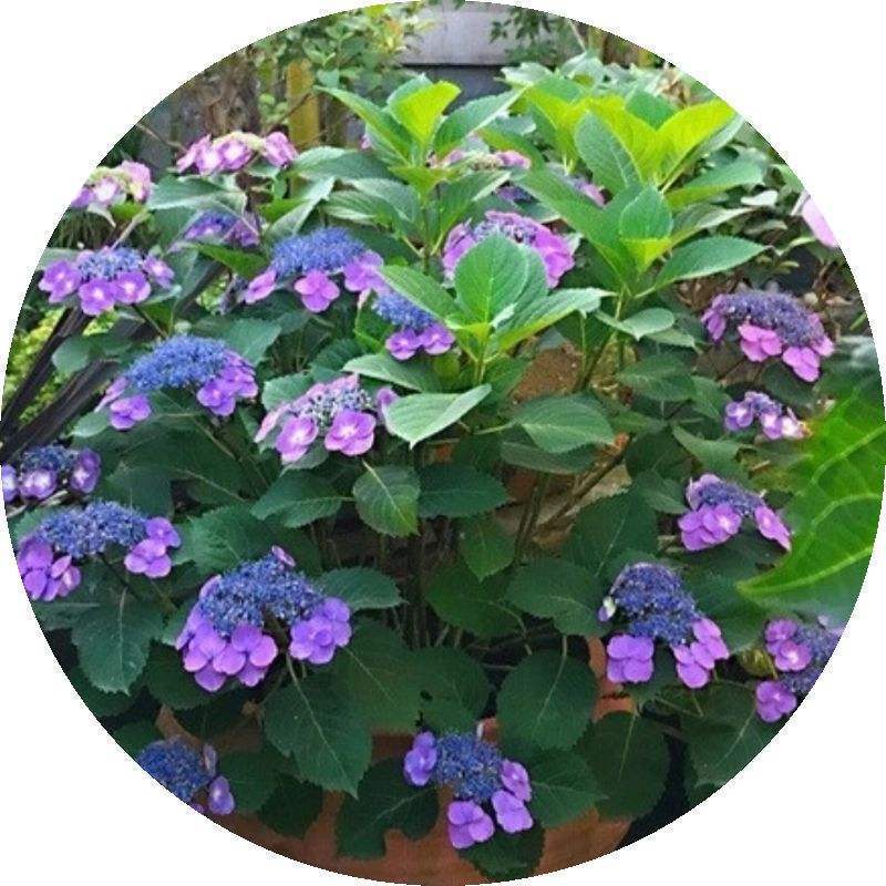 繡球花怎么養護（繡球花的養殖方法和注意事項）