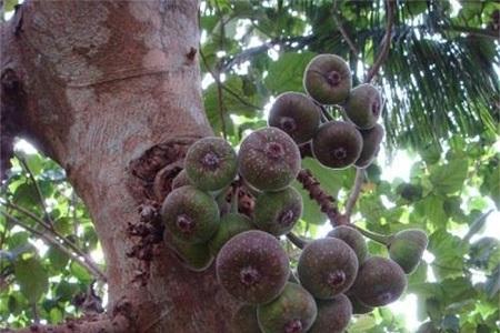 山竹果樹(shù)圖片（叫你正確養護山竹的方法）