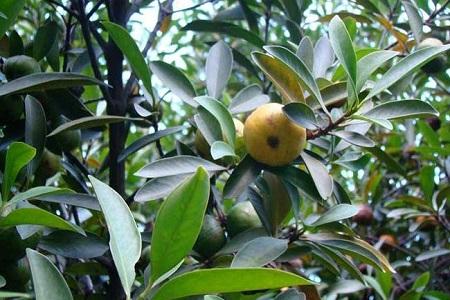 山竹果樹(shù)圖片（叫你正確養護山竹的方法）