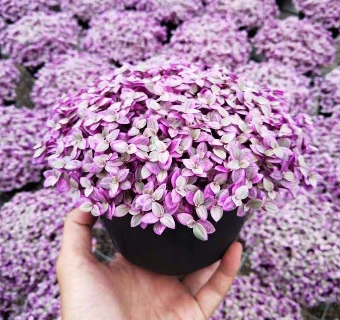 繡球花怎么養護（繡球花的養殖方法和注意事項）