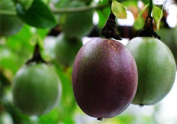 羅漢果（野栝樓）種植方法，教你栽培技術(shù)和防治措施