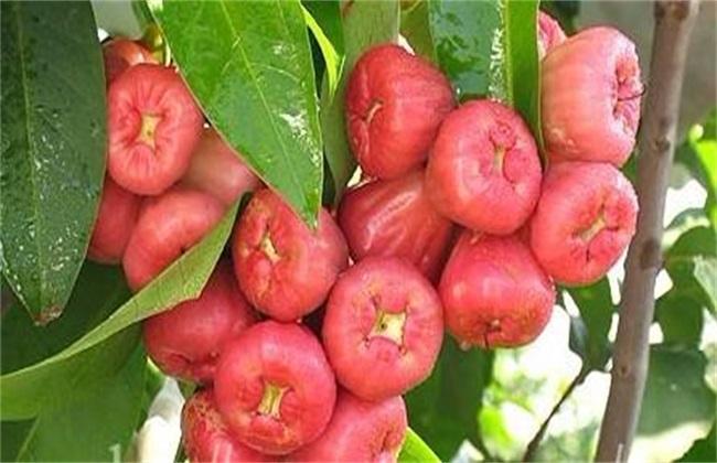 蓮霧種植（蓮霧果實(shí)培養方法）