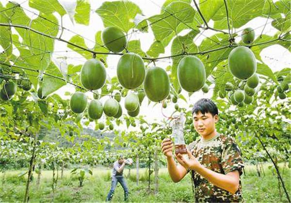 羅漢果（野栝樓）種植方法，教你栽培技術(shù)和防治措施