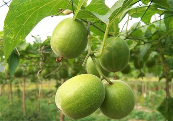 羅漢果（野栝樓）種植方法，教你栽培技術(shù)和防治措施