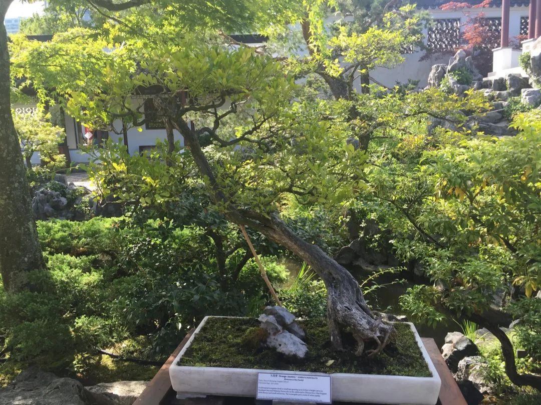 七里香和九里香有什么區別（一文讀懂七里香、九里香、十里香、千里香、萬(wàn)里香）