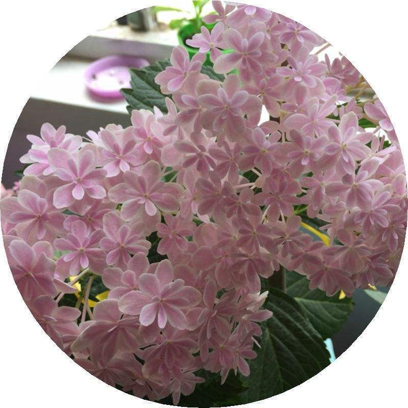 繡球花怎么養護（繡球花的養殖方法和注意事項）