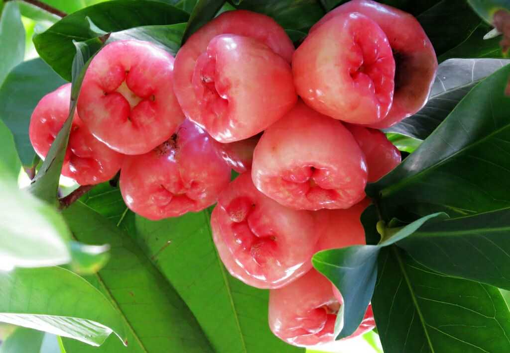 蓮霧種植（蓮霧果實(shí)培養方法）