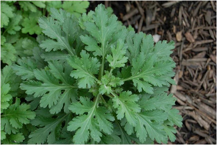 哪種艾葉能吃哪種艾葉不能吃（教你識別艾草的種類(lèi)）