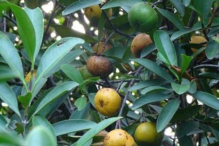 山竹果樹(shù)圖片（叫你正確養護山竹的方法）