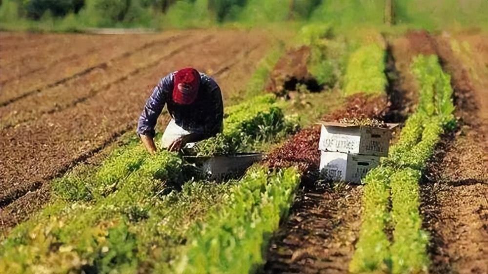 世界農業(yè)發(fā)展的趨勢是什么，從現狀到未來(lái)，看懂農業(yè)的底層邏輯