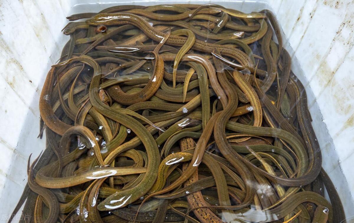 黃鱔養殖技術(shù)方法，這四個(gè)養殖管理流程非常關(guān)鍵