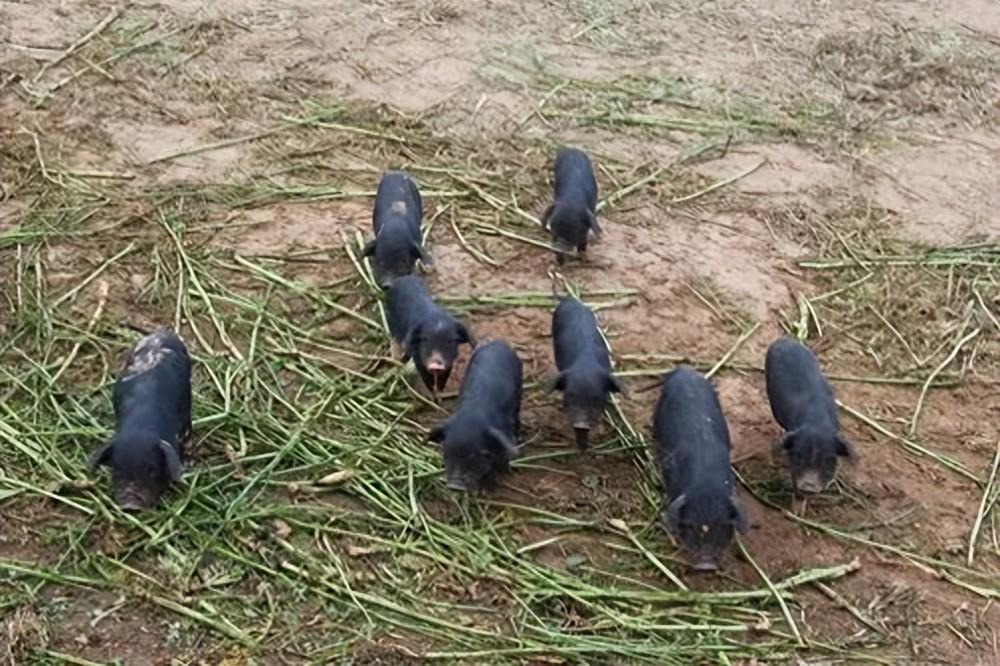 藏香豬養殖前景和利潤行業(yè)分析，利潤高但也存在風(fēng)險