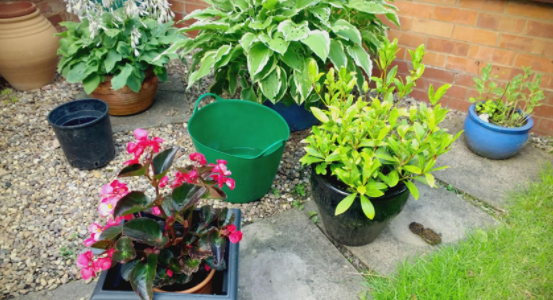 家門(mén)口不適合種植哪些花？原來(lái)種花也有講究