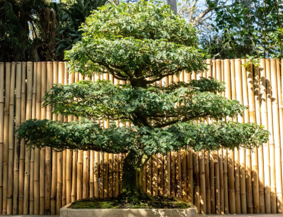 家門(mén)口不適合種植的樹(shù)有哪些？也是有講究的