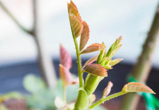 月季哪個(gè)季節修剪比較好？這樣修剪開(kāi)花更旺