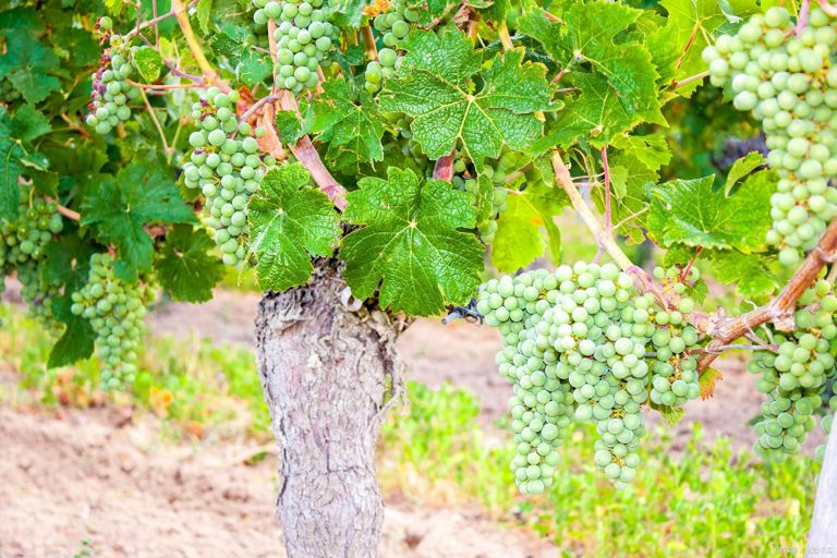 冬天葡萄樹(shù)應該怎么保暖？五個(gè)手段幫助過(guò)冬明年開(kāi)春早發(fā)芽