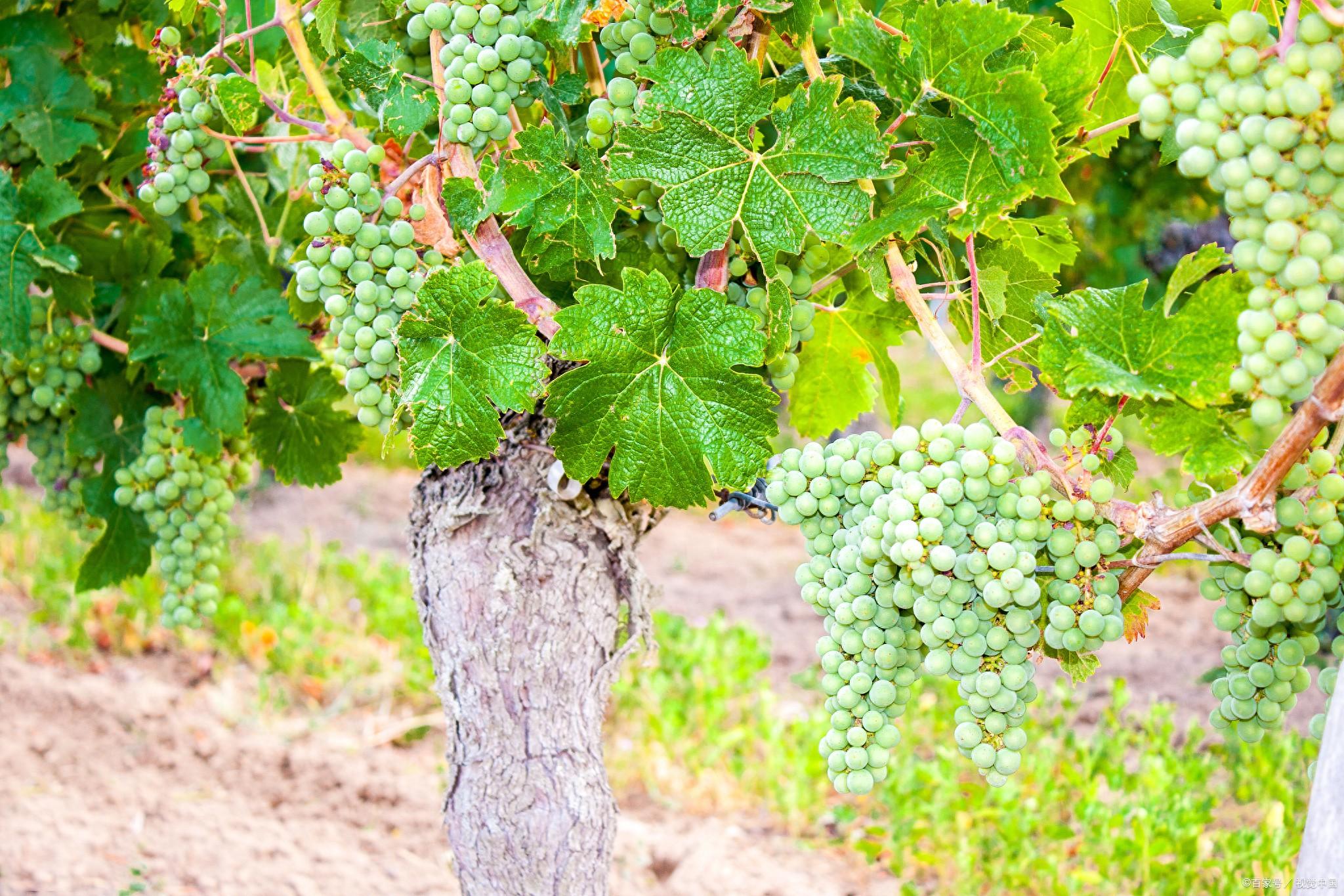 冬天葡萄樹(shù)應該怎么保暖？五個(gè)手段幫助過(guò)冬明年開(kāi)春早發(fā)芽