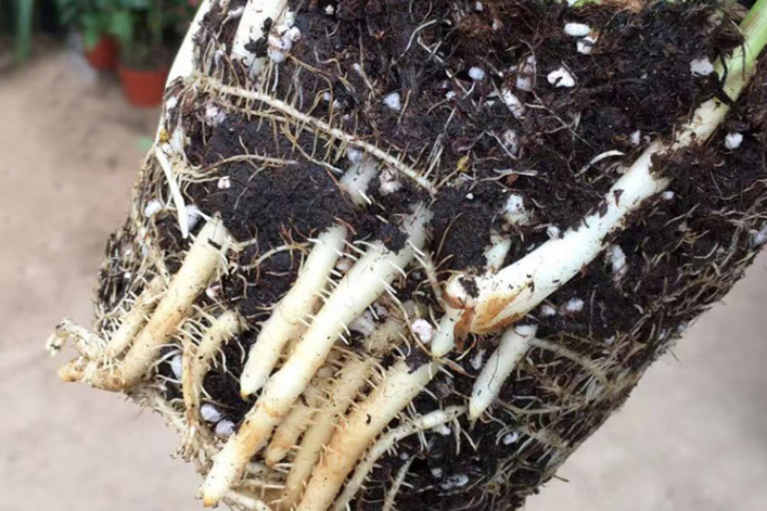 姜荷花怎么養（四步養好超有人氣的姜荷花）