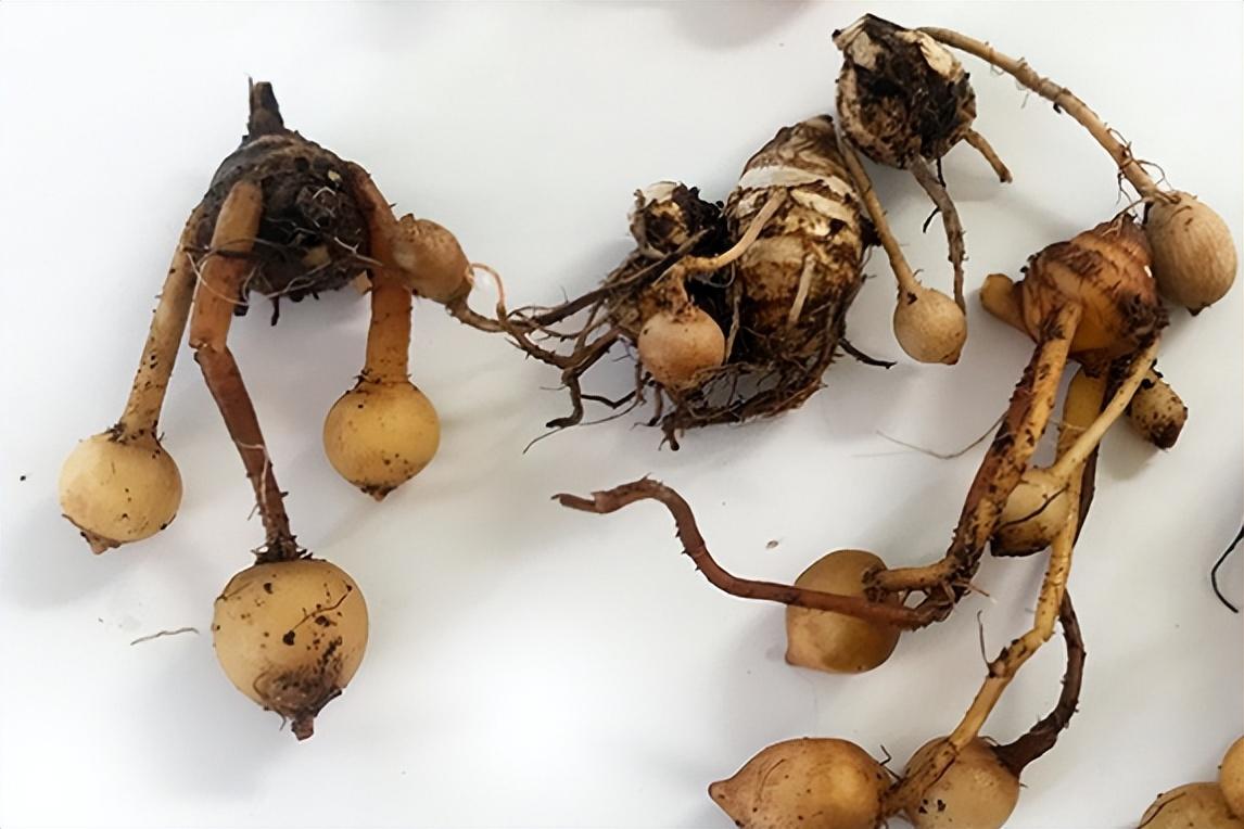 姜荷花怎么養（四步養好超有人氣的姜荷花）