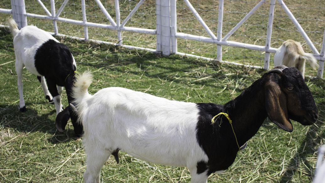 農村3種成本低但暴利的養殖項目，小成本收益穩定